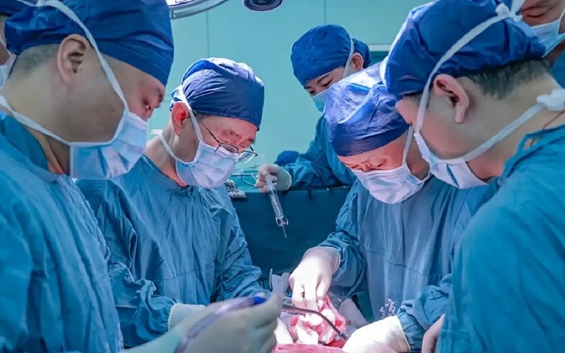 Người đàn ông Trung Quốc sống thêm 171 ngày nhờ ghép gan lợn. Ảnh minh họa: Xijing Hospital.