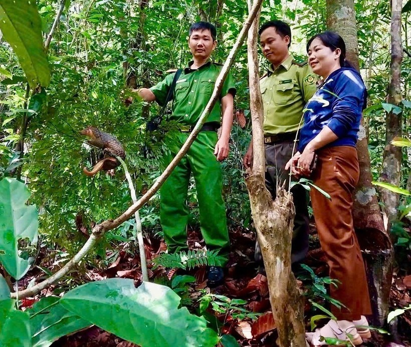 Cá thể tê tê được thả về tự nhiên. Ảnh: Báo Gia Lai