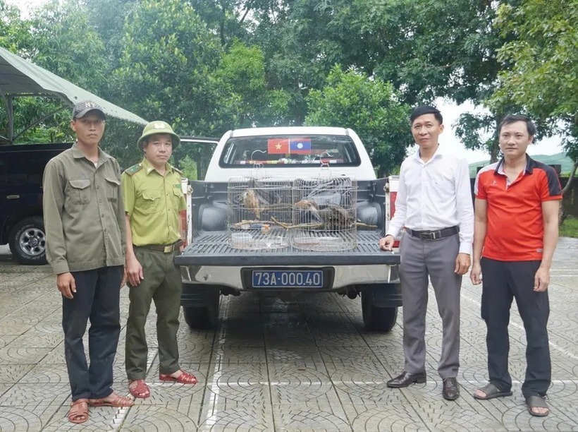 Trung tâm Cứu hộ, bảo tồn và Phát triển sinh vật thuộc Vườn Quốc gia Phong Nha-Kẻ Bàng cứu hộ, chăm sóc 2 cá thể này. Ảnh: PLO
