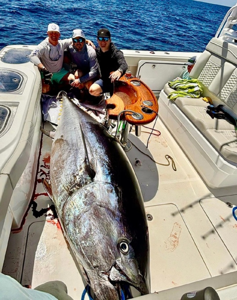 Con cá ngừ khổng lồ.