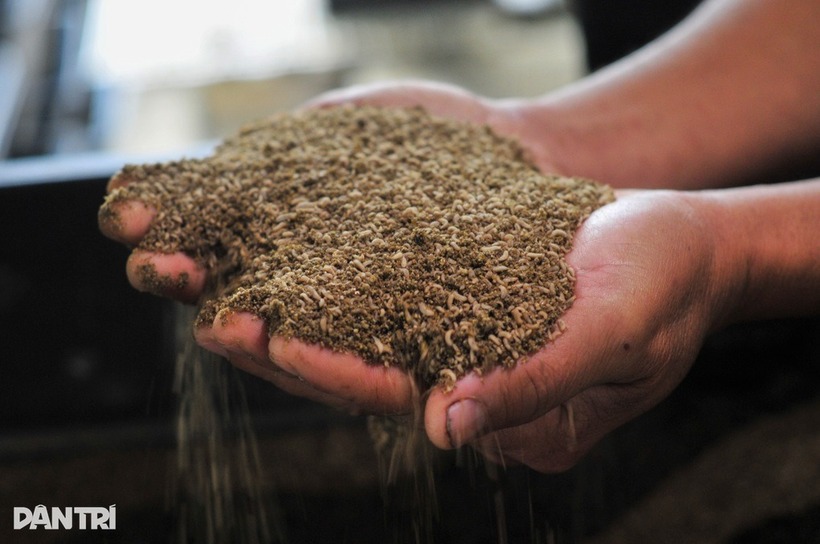 Ấu trùng ruồi lính đen ở giai đoạn phát triển ban đầu. Ảnh: Dân trí