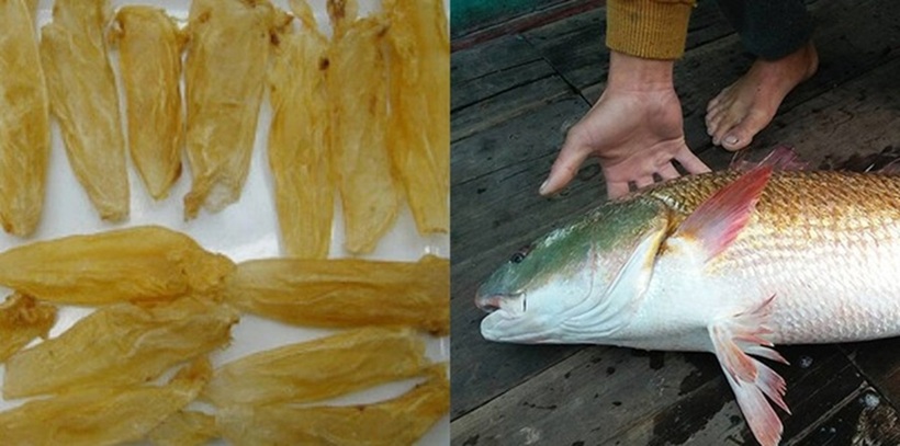 Khám phá loại cá đắt đỏ bậc nhất thế giới, trong bụng có thứ "quý như vàng", giá hơn 1 tỷ đồng/kg - 3