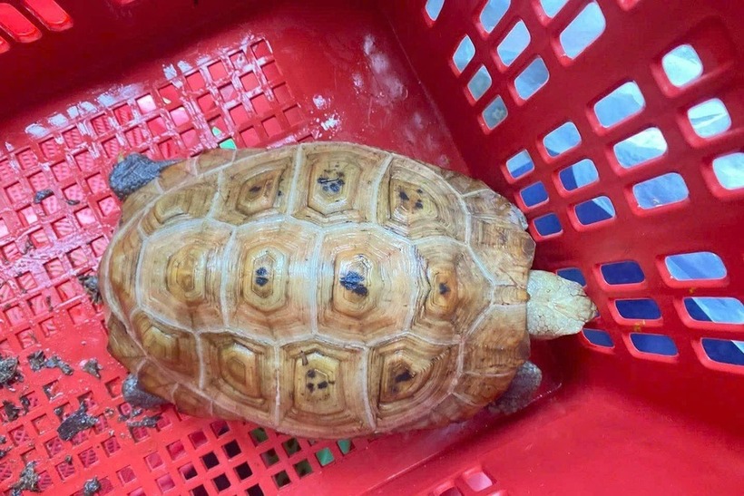 Cá thể rùa bò vào nhà dân. Ảnh: Dân Trí