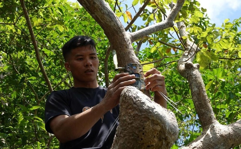 Đặt bẫy ảnh để ghi lại hình ảnh con vật nghi là khỉ trắng. Ảnh: Lao Động.
