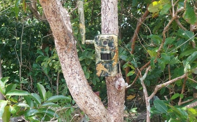 Để xác minh thông tin về sự xuất hiện của khỉ trắng, Kiểm lâm và các lực lượng liên quan đã thực hiện đặt bẫy ảnh. Ảnh: Lao Động.