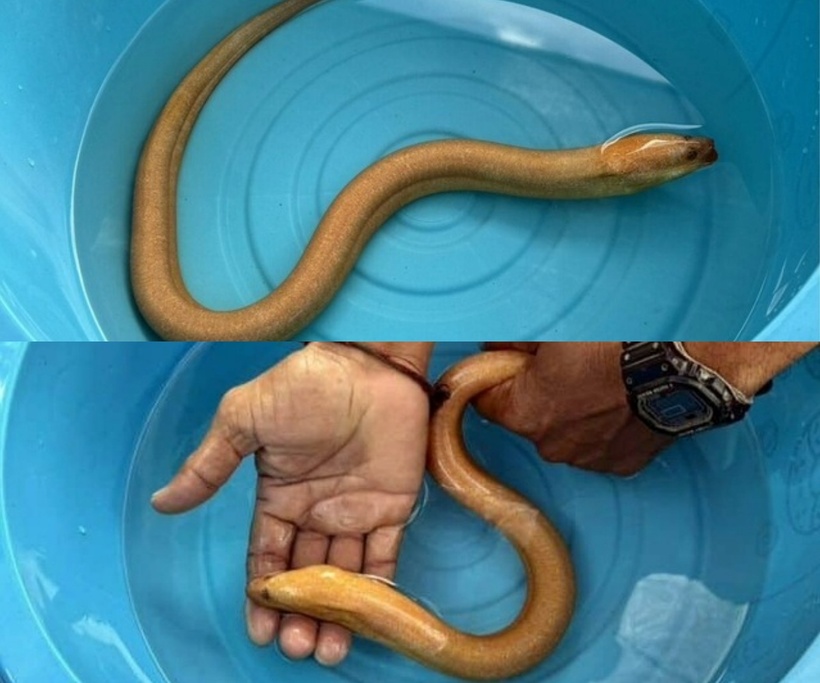 Người đàn ông phát hiện ra một con lươn có màu vàng óng ánh. Ảnh: Người đưa tin.