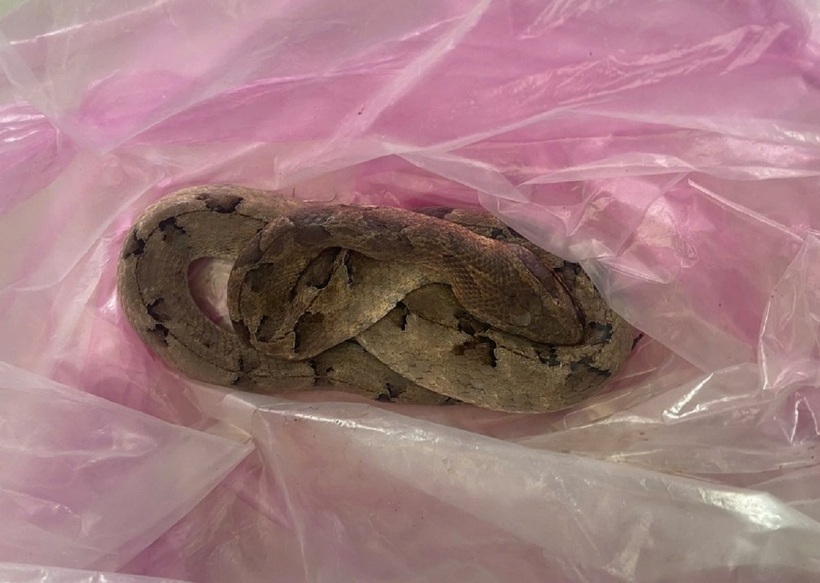 Con rắn cắn ông G được mang theo đến bệnh viện. Ảnh: Lao động