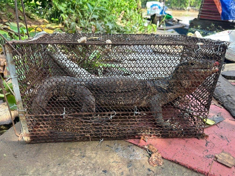 Con kỳ đà hoa dài khoảng 1,2m, nặng 5kg. Ảnh: Tiền phong