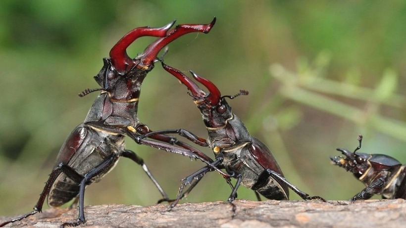 Stag Beetle nổi bật với chiếc sừng lớn màu đỏ thẫm trên đầu.