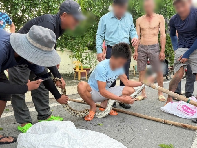 Người dân bắt trăn bỏ vào bao, rồi mang đi. Ảnh: VnExpress