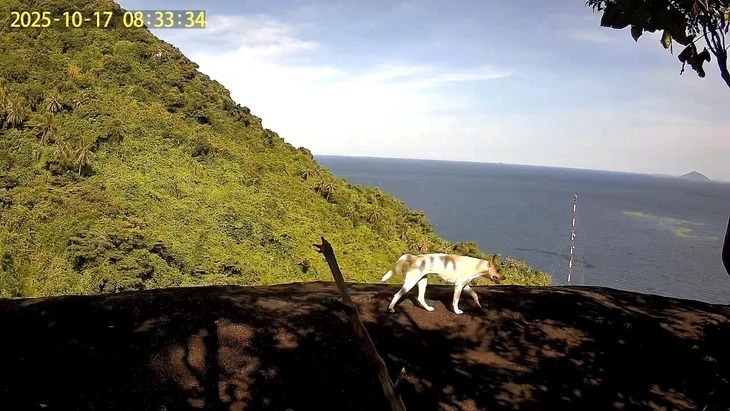 Bẫy ảnh ghi lại khoảnh khắc con chó có bộ lông trắng xuất hiện trên đỉnh Ông Rồng. (Ảnh: Kiểm lâm An Giang)