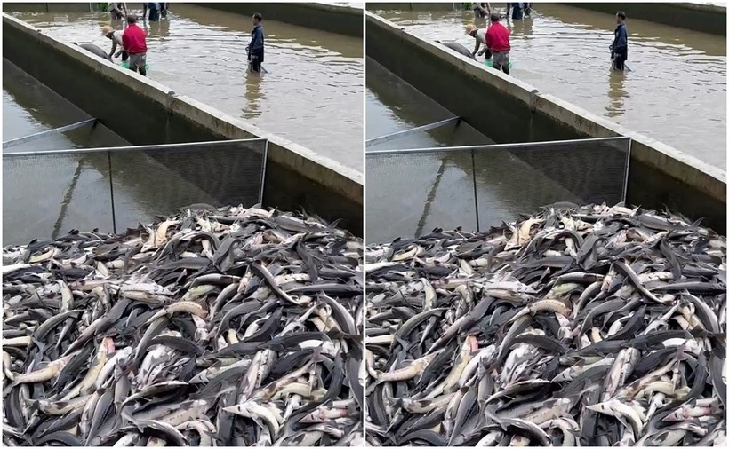 Người dân vớt cá từ bể nuôi chất thành đống. (Ảnh: VnExpress)