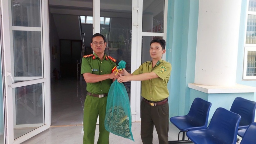 Công an phường Hội Phú đã bàn giao cá thể trăn cho Hạt Kiểm lâm khu vực Đak Đoa để chăm sóc. Ảnh: Báo Gia Lai.