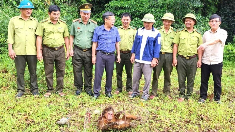 Lực lượng chức năng xã Trường Sơn tiếp nhận cá thể khỉ mặt đỏ do người dân giao nộp. (Ảnh: Nhân dân)