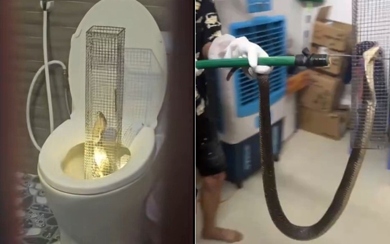 Khoảnh khắc rắn hổ mang bị người đàn ông đặt bẫy. Ảnh: VietNamNet