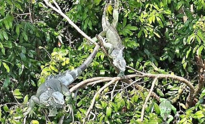 Loài Iguana xanh có nguồn gốc từ Trung và Nam Mỹ.