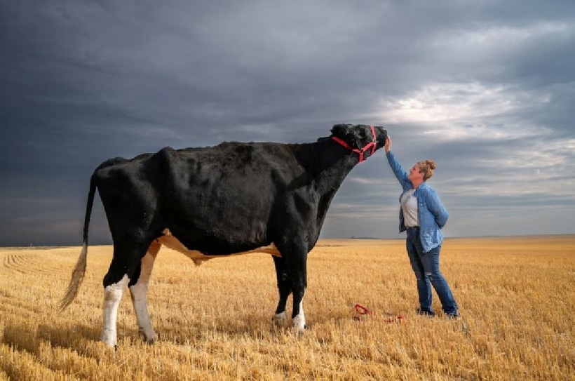 Chú bò Beef lập kỷ lục Guiness với chiều cao 1,95 m. Ảnh: G&M.