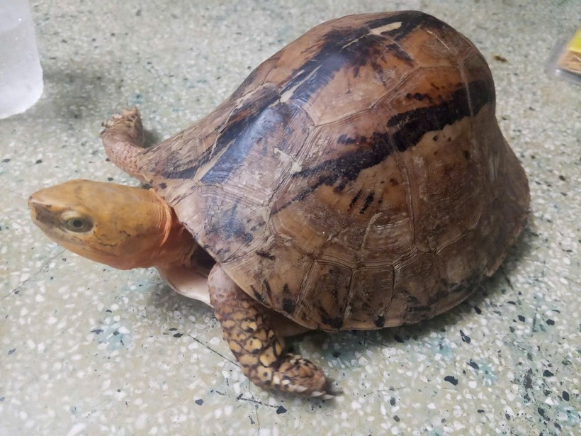 Cá thể rùa quý hiếm. (Ảnh: Công an phường Điện Bàn Đông)