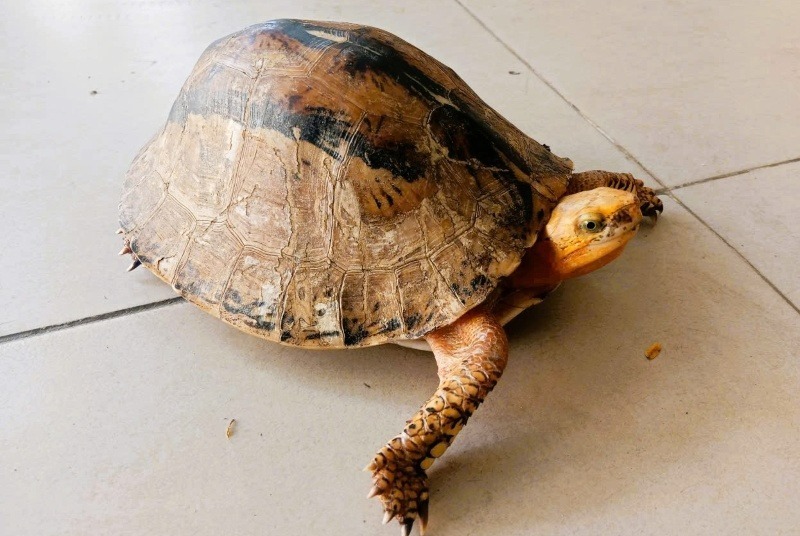 Người dân Đà Nẵng giao nộp rùa hộp trán vàng quý hiếm cho cơ quan chức năng. (Ảnh: Cơ quan công an)