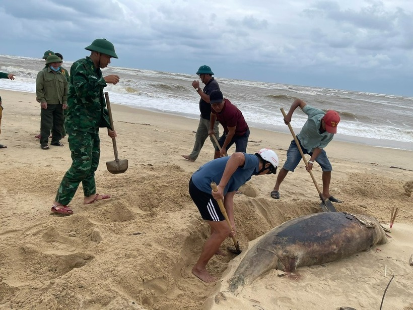 Xác cá heo trôi dạt vào bờ biển Nhật Lệ. (Ảnh: Thanh niên)
