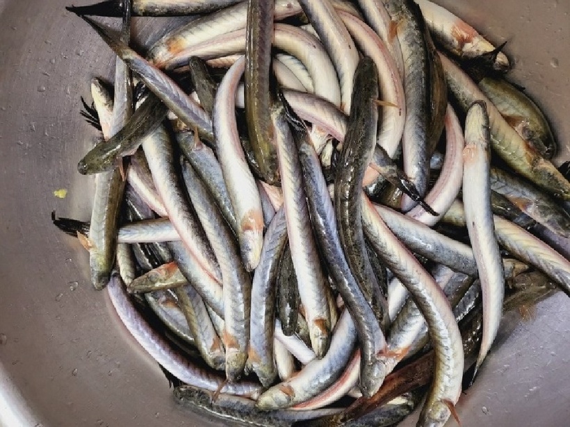 Cá kèo bạn rửa sạch với nước rồi cắt bỏ phần đầu cá.