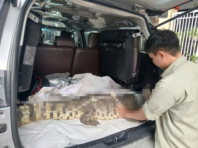 Cá thể cá sấu đã được bàn giao cho đơn vị chức năng. Ảnh: Lao động