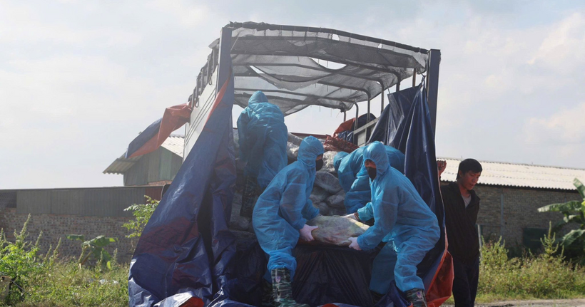 Lực lượng chức năng tiến hành tiêu huỷ hàng tấn thịt lợn bẩn, thịt lợn nhiễm bệnh dịch tả lợn châu phi.