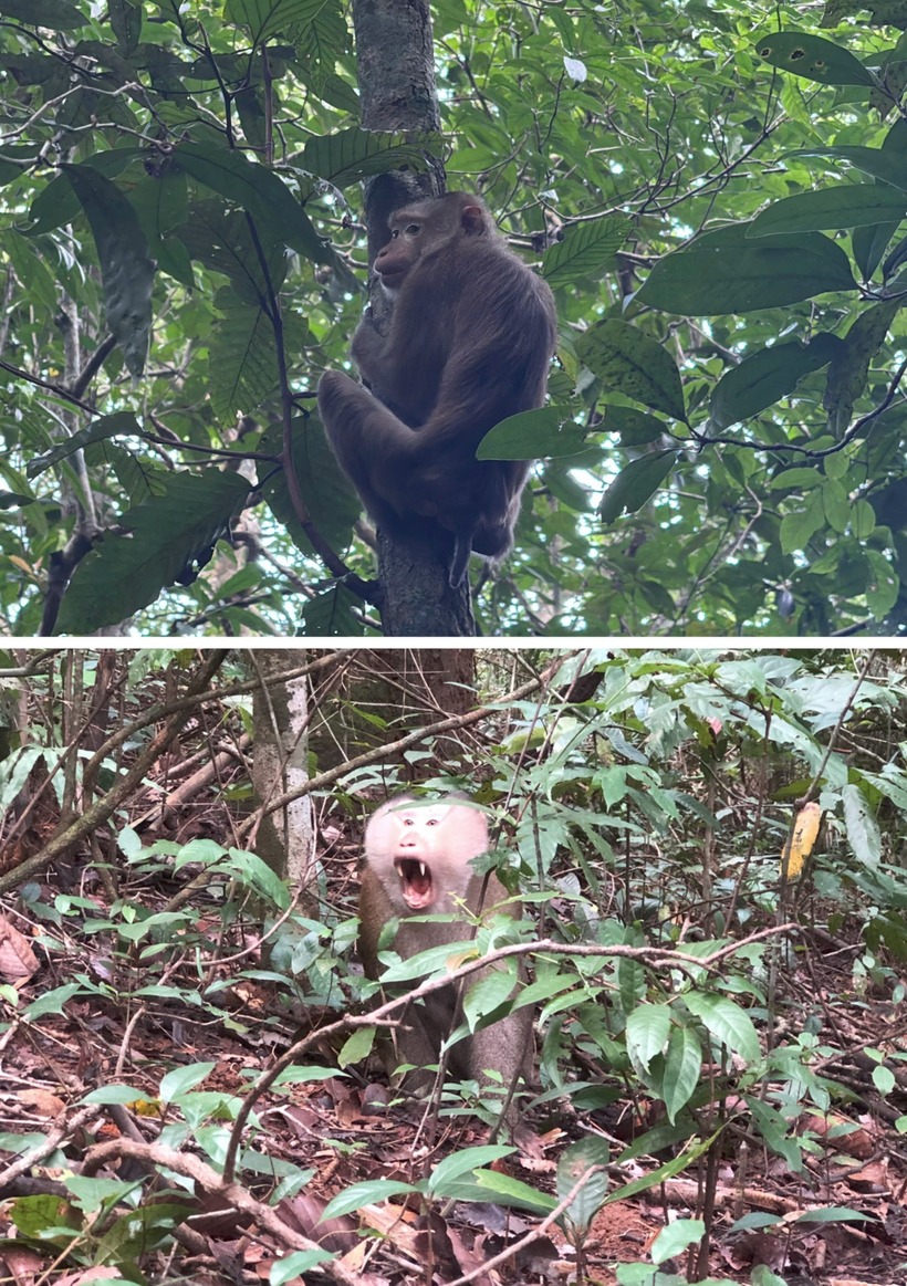 Các cá thể được thả về tự nhiên. Ảnh: SGGP.