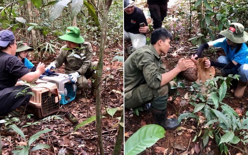 12 cá thể động vật hoang dã cực kỳ quý hiếm như khỉ đuôi lợn, tê tê Java, cu li nhỏ, rùa núi vàng... được giải cứu, thả về rừng. Ảnh: PLO.
