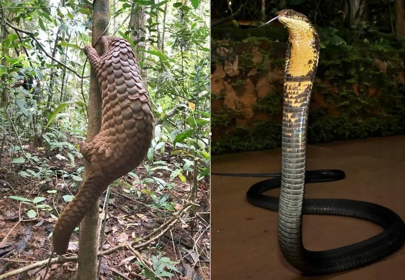 Cá thể tê tê Java và rắn hổ chúa. Ảnh: PLO.