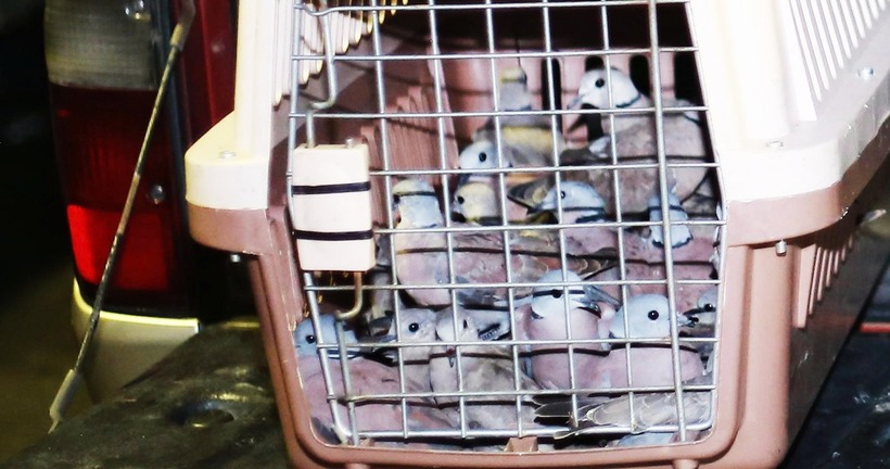 Một số lượng lớn chim cu ngói đã bị cơ quan chức năng phát hiện gần sân bay Tân Sơn Nhất. Ảnh: PLO.