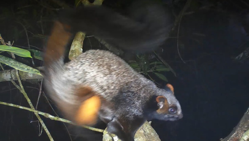 Sóc bay trâu cũng là động vật quý hiếm nhóm IB được ghi nhận tại Xuân Liên. (Ảnh: VQG Xuân Liên)