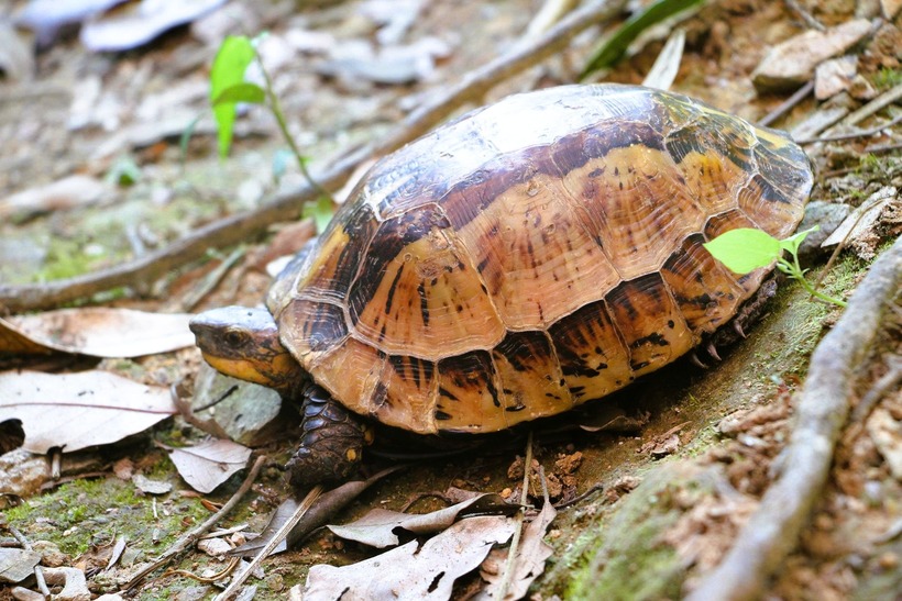 Rùa hộp trán vàng miền Bắc. (Ảnh: VQG Xuân Liên)