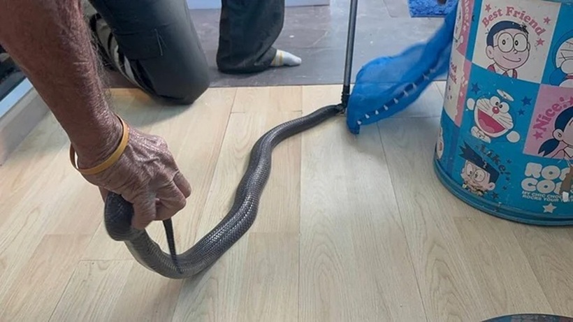 Trong quá trình kiểm tra ngôi nhà, lực lượng cứu hộ đã phát hiện một con rắn hổ mang dài gần 1 mét vẫn còn sống và đang ẩn náu. Ảnh: SaoStar