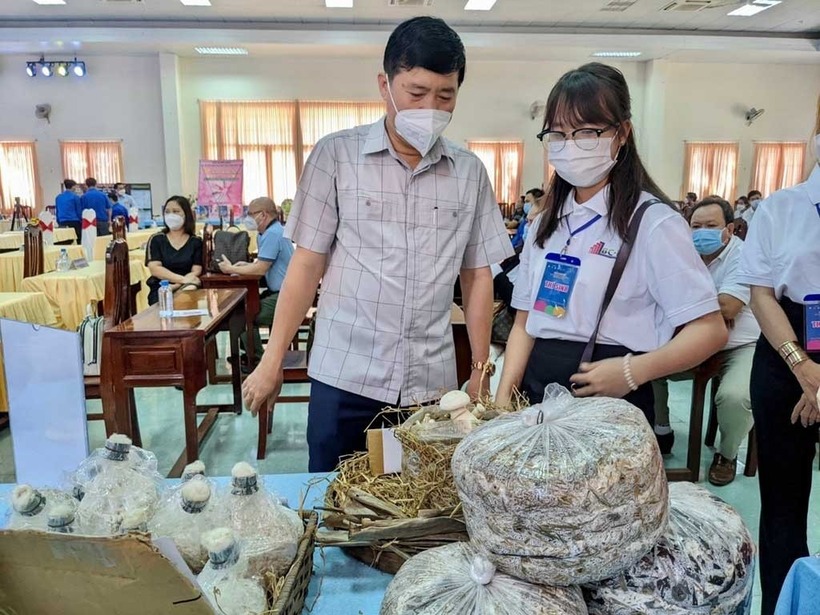 Những phôi nấm được chị Vân nghiên cứu đưa ra thị trường. Ảnh: Thanh niên