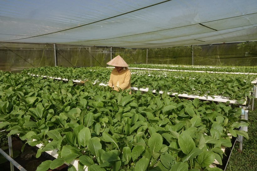 Chị Nhung bên vườn rau rộng 2.000m2 xanh mướt. Ảnh: Thanh niên