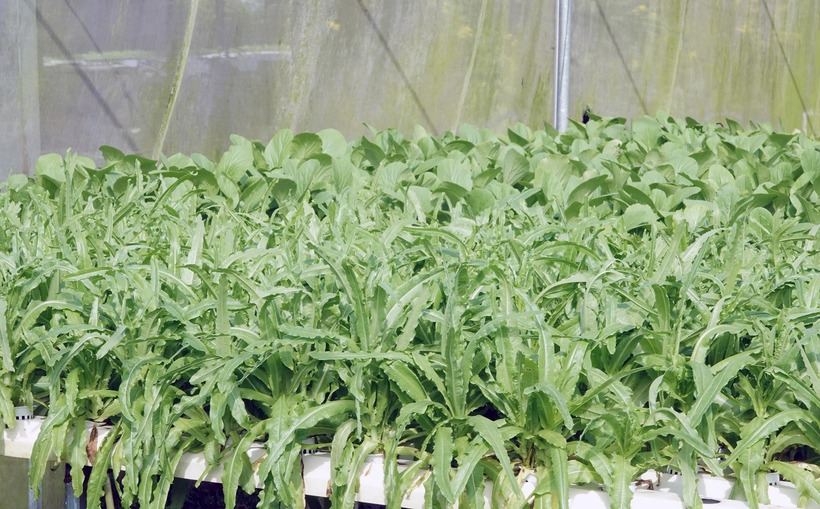 Chị Nhung sẽ tiếp tục mở rộng quy mô, đầu tư một hệ thống tự động hoàn toàn, có thể theo dõi dinh dưỡng và diễn biến thời tiết qua các thiết bị điện tử. Ảnh: VietNamnet