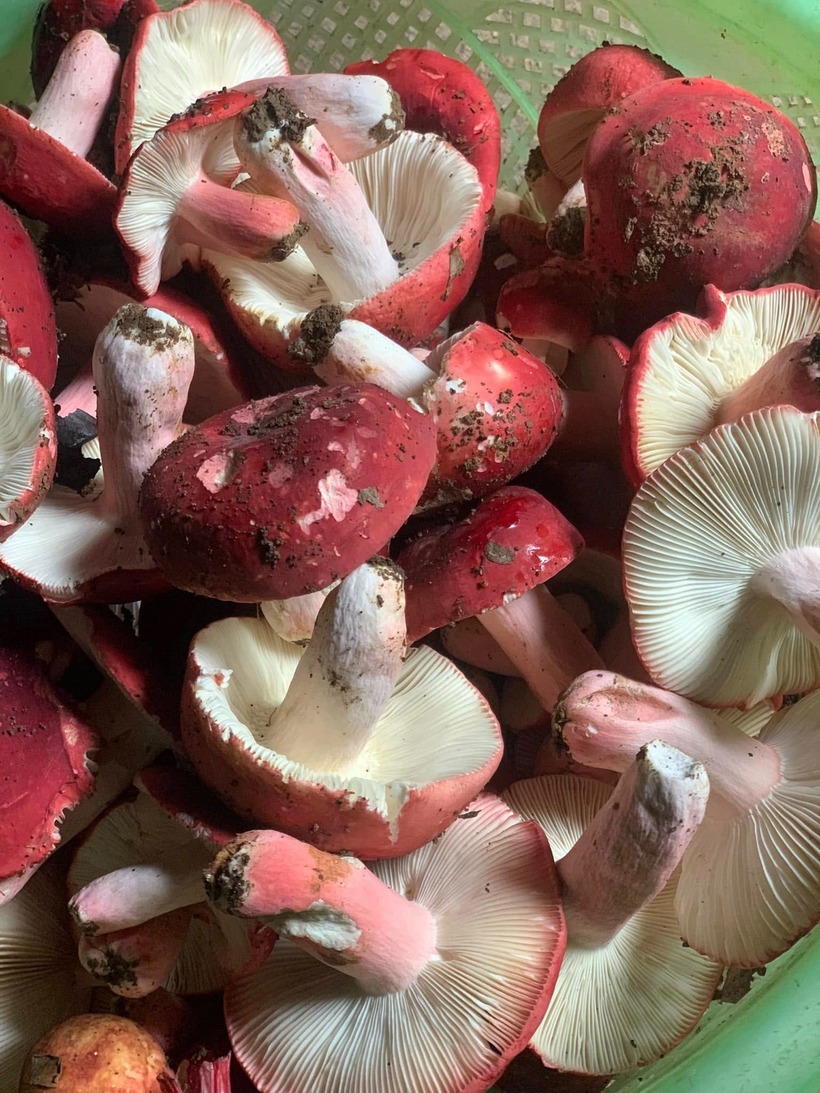 Nấm chẹo – một loại nấm rừng độc đáo chỉ mọc vào ban đêm và sẽ biến mất chỉ sau vài giờ.