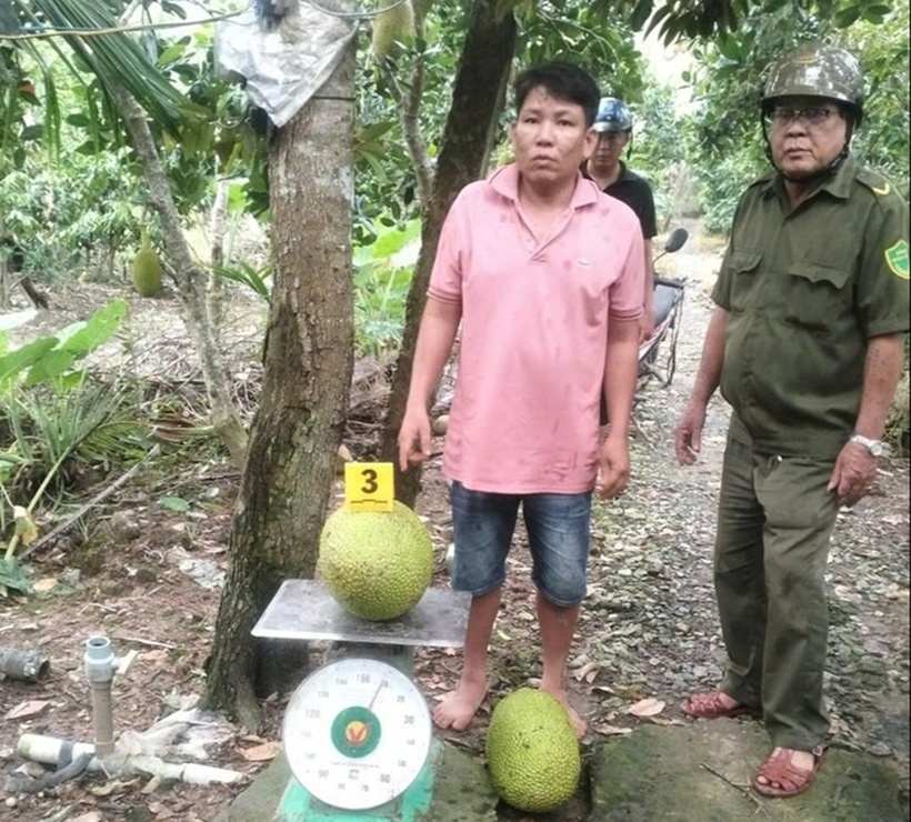 Lê Hoàng Lợi thừa nhận hành vi cắt trộm 2 trái mít. Ảnh: Báo Người lao động.