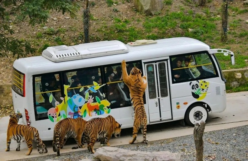 Công viên chỉ tuyển duy nhất một nhân viên làm công việc này, và do số lượng ứng viên quá lớn, nên thời gian xét tuyển sẽ lâu hơn. Ảnh: Sohu.