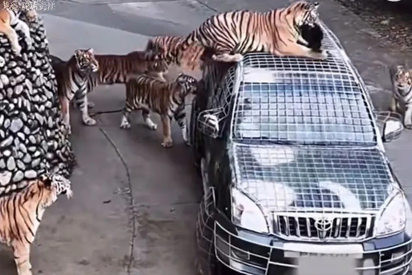 Vườn thú tuyển tài xế lái xe chuyên dụng vào khu vực núi hổ và hang gấu với mức lương 50.000 tệ (gần 185 triệu đồng) một tháng. Ảnh: News.