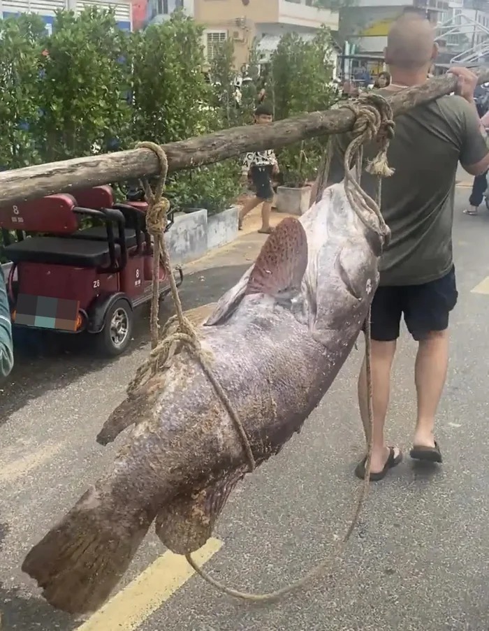 Cá mú khổng lồ.