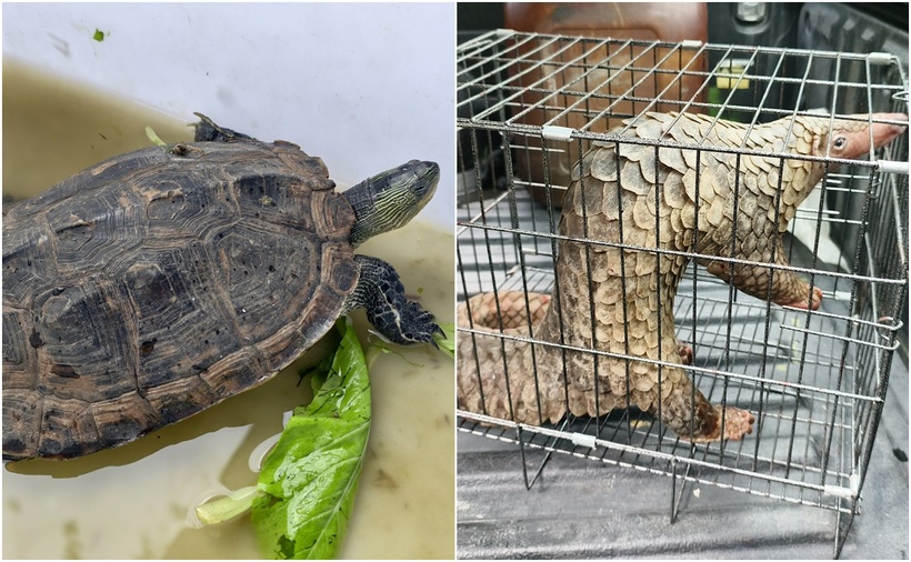 Người dân TP.HCM liên tiếp giao nộp rùa cổ sọc, tê tê quý hiếm cho kiểm lâm. (Ảnh: VietnamNet)