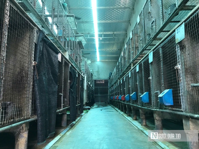 Theo anh Phi, năm 2022, anh cùng bạn bè tham quan một số mô hình nuôi chồn hương. Sau khi tính toán kỹ càng, anh quyết định bỏ ra gần 1 tỷ đồng để đầu tư chuồng trại theo kiểu hiện đại, khoa học và mua con giống. Anh Phi chia sẻ, để nuôi loài vật này, ngoài đăng ký giấy phép chăn nuôi, xin cấp mã số trại nuôi ở Chi cục Kiểm lâm thì chủ trang trại còn phải đầu tư làm hệ thống chuồng nuôi đảm bảo tiêu chuẩn. Con giống cũng có nguồn gốc rõ ràng, hợp pháp.