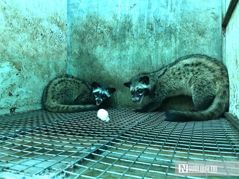 “Chuồng trại phải đảm bảo mát mẻ vào mùa hè và ấm áp khi đông về. Mỗi con chồn được nuôi trong một ô chuồng riêng biệt bằng kim loại, sạch sẽ và thuận tiện cho việc theo dõi, chăm sóc. Ngoài ra, việc vệ sinh, khử khuẩn chuồng trại và tẩy giun định kỳ là yếu tố quan trọng giúp đảm bảo sức khỏe đàn chồn”, anh Phi chia sẻ thêm.