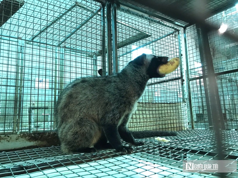 Theo anh Phi, trung bình mỗi con chỉ tốn 2.000 - 3.000 đồng/ngày tiền thức ăn và điện, nước. Loài chồn này chủ yếu ăn chuối chín, cá sông, tôm, cua đồng,.... Đây đều là những loài thức ăn có chi phí rẻ và dễ tìm. Mỗi ngày cho ăn 1 lần vào các buổi chiều, do tập tính hoang dã, ban ngày chồn thường ngủ, chỉ thức dậy vào tầm chiều và ban đêm để kiếm ăn. Người đàn ông này sẵn sàng chia sẻ kinh nghiệm cho ai muốn khởi nghiệp từ mô hình này.