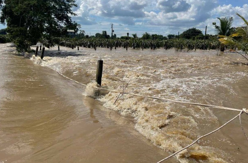 Mưa lớn ở Lâm Đồng gây ngập lụt vùng sản xuất thanh long. (Ảnh: Dân trí)