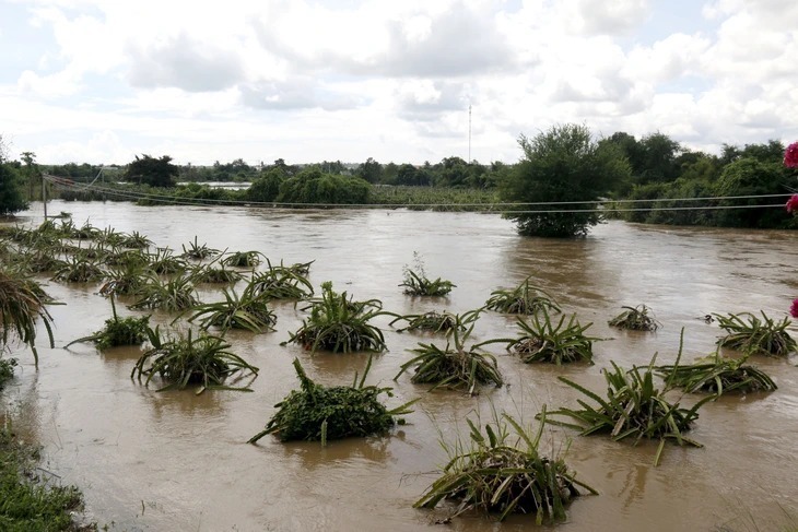 Nhiều vườn thanh long dọc sông Cà Ty, tỉnh Lâm Đồng ngập nặng. (Ảnh: Tuổi trẻ)