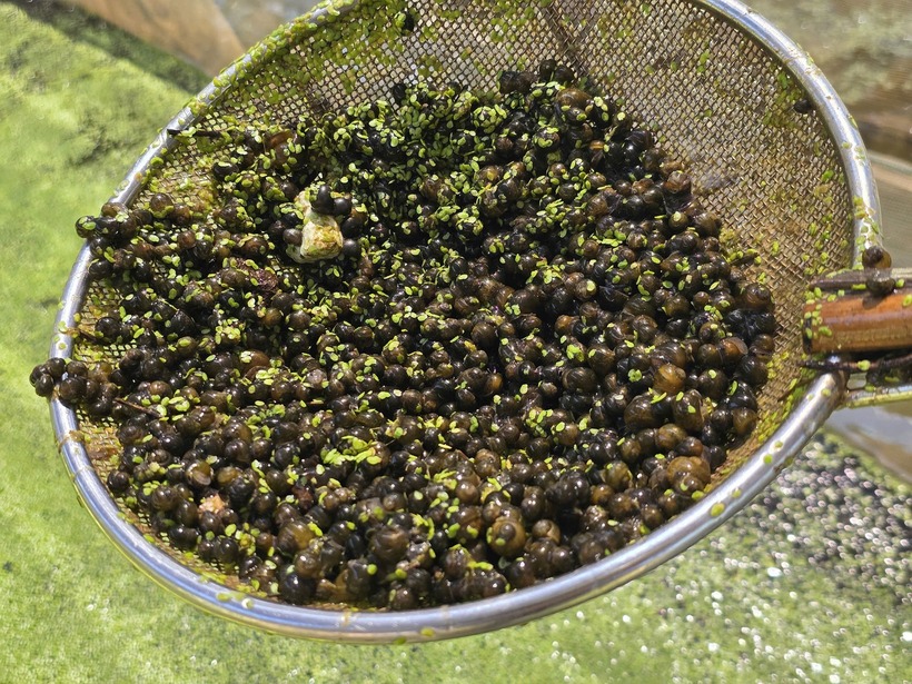 Ốc bươu đen giống. Ảnh: VietNamnet