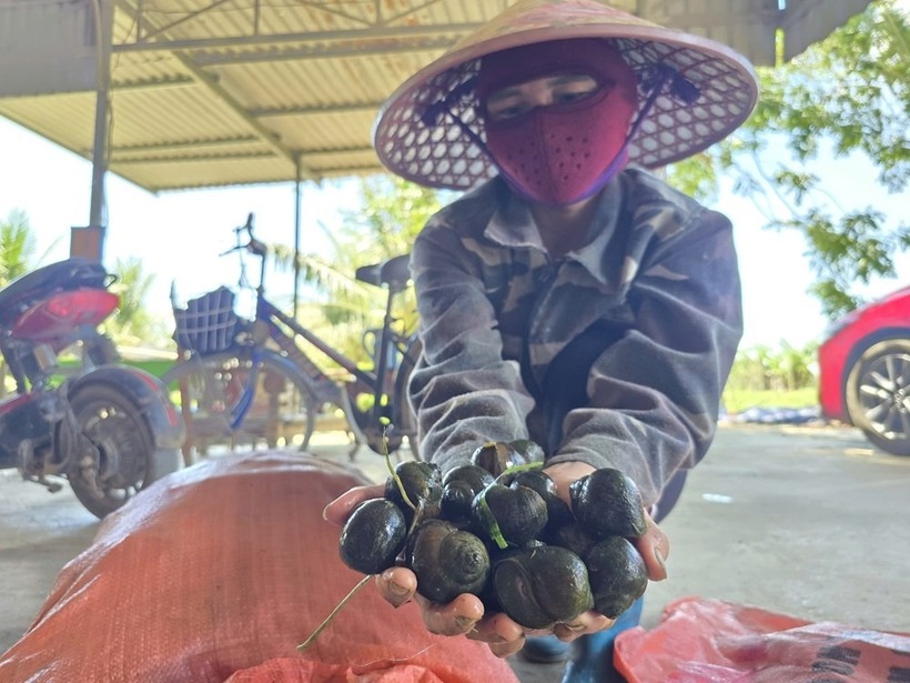 Ốc bươu đen. Ảnh: Báo Văn Hóa